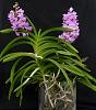 Vascostylis Janice Allison-orchids-016-jpg