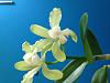 Cattleya leopoldii alba-img_8192-jpg