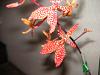 Renanthera monachica bloom distorted?-pict0512-jpg