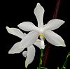 Phalaenopsis tetraspis-orchids-028-jpg