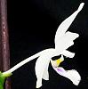 Phalaenopsis tetraspis-orchids-030-jpg