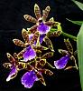 NoID zygopetalum-orchids-021-jpg