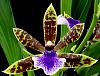 NoID zygopetalum-orchids-020-jpg