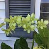 orchids bloom for me this year-4-jpg