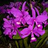 Caribbean orchid collection pics-orchid-board-3-jpg