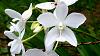 Caribbean orchid collection pics-orchid-board-5-jpg
