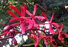 Caribbean orchid collection pics-orchid-board-6-jpg