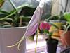 Wine cooler for cold growing orchids-masdie-bella-donna-jpg