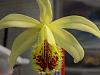 Pleione collection freshly potted-shantung-ducat-jpg