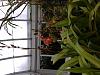 New York Botanical Gardens Phrags-phragmepedium-eric-jpg