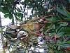 New York Botanical Gardens Phrags-phragmepedium-intis-tears-jpg