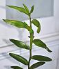 What's wrong with my Dendrobium leaves?-gecko1_small-jpg