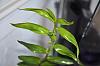 What's wrong with my Dendrobium leaves?-gecko2_small-jpg