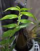 What's wrong with my Dendrobium leaves?-gecko3_small-jpg