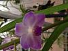 Ahtanum Orchids-img_1392-jpg