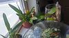 Health Concerns with Grow Lights?-orchid2-jpg