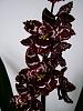 My rescued Oncidium-orchid9-jpg