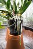 Overwatering issues with s/h?-dsc00022-jpg