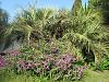 Hello from Southern France.-salvia-leucantha-cultivar-plus-pourpre-jpg