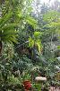 Hello from Southern France.-chamaedorea-et-epiphytes-ambiance-subtropicale-jpg