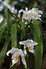 Hello from Southern France.-coelogyne-cristata-21-mars-16-jpg