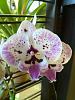 New Large Lip Phalaenopsis Orchids-cam00838-jpg