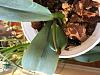 Groth from center of Phalaenopsis-phal-jpg
