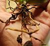 Need help saving Aerangis Fastuosa with black roots-aerangis2-jpg