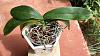 Phalaenopsis with leaf problems - sunburn or worse?-queen10-jpg