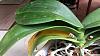 Phalaenopsis with leaf problems - sunburn or worse?-queen1-jpg