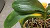 Phalaenopsis with leaf problems - sunburn or worse?-queen9-jpg