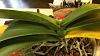 Phalaenopsis with leaf problems - sunburn or worse?-queen8-jpg