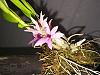 Dendrobium tannii first bloom seedling-dendrobium_tannii_first_bloom_20170218b_seca-jpg
