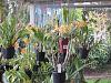 Photos of my collection-dendrobiums-laelia-eidendrums-jpg