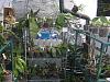 my small summer greenhouse-p2280233-jpg