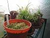 my small summer greenhouse-p2280234-jpg