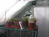 my small summer greenhouse-p2280242-jpg