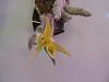Dendrobium senile-dscn1181-jpg