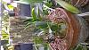Anyone growing Cattleya nobilior s/h?-1488630954550652974249-jpg