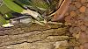 Anyone growing Cattleya nobilior s/h?-1488631013671-1507401980-jpg
