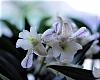 Dendrobium Nora Tokunaga x abberans blooms-noratokunagaxaberrans-1-jpg