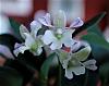 Dendrobium Nora Tokunaga x abberans blooms-noratokunagaxaberrans-2-jpg