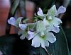 Dendrobium Nora Tokunaga x abberans blooms-noratokunagaxaberrans-3-jpg