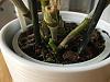 Is dendrobium ready to repot?-img_3737-jpg