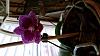 NOID Phalaenopsis for a friend-20170311_154354-jpg