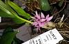 Dendrobium tannii first bloom seedling-dendrobium_tannii_20170312_seca-jpg