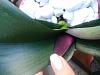 Phalaenopsis leaves changing pattern-tmp_30592-20170226_1243181072922811-jpg