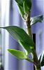 Dendrobium atroviolaceum x infundibulum-hsinyingfrostymaree-orange-1-jpg