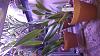 Cattleya iricolor-20170324_184148-jpg