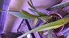 Cattleya iricolor-20170324_184228-jpg